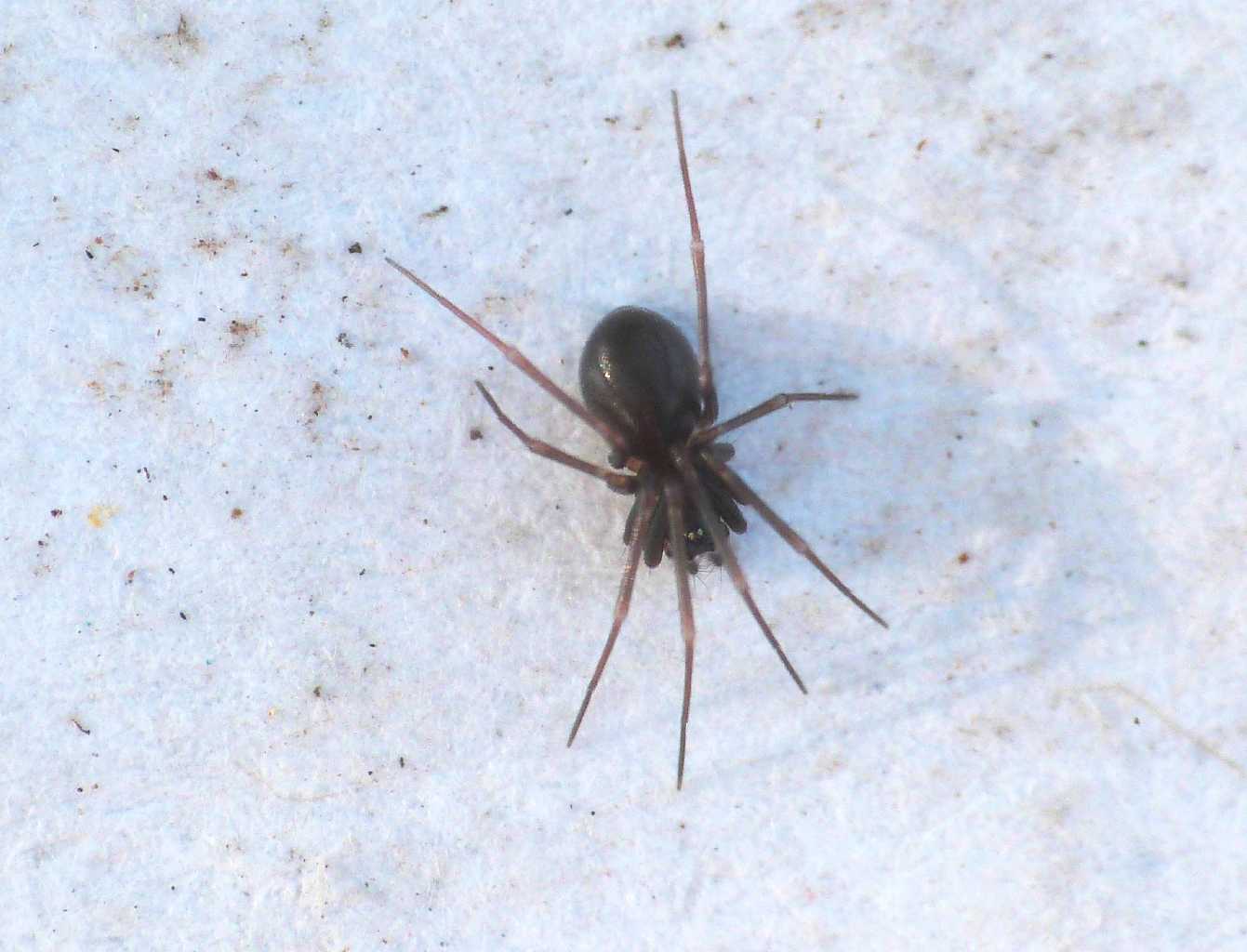 Mini ragno: Linyphiidae?